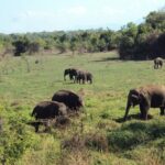 All inclusive Safari Tour at Wasgamuwa National Park from Kandy - Who Should Consider This Tour?