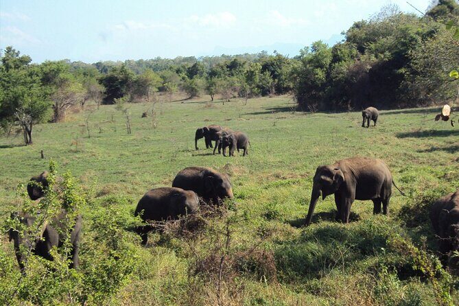 All inclusive Safari Tour at Wasgamuwa National Park from Kandy - Who Should Consider This Tour?