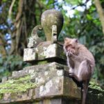 All Inclusive Tour to Tanah Lot Temple and Monkey Forest - An In-Depth Review of the Tour Experience