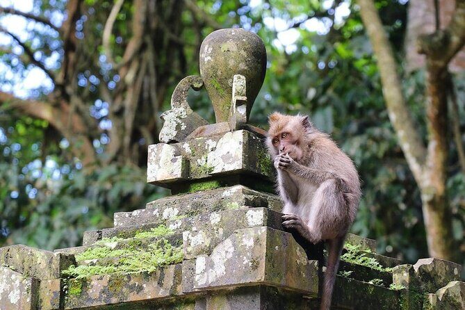All Inclusive Tour to Tanah Lot Temple and Monkey Forest - An In-Depth Review of the Tour Experience