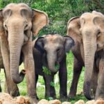 All Inclusive Yala National Park Full Day Safari - Authenticity and Trustworthiness