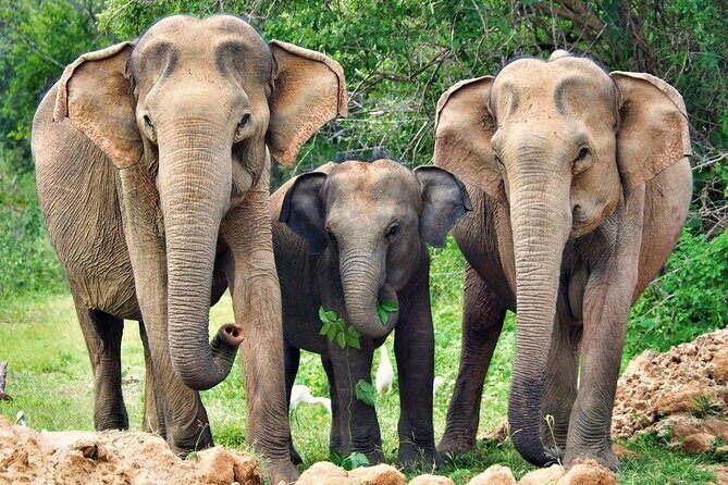 All Inclusive Yala National Park Full Day Safari - Authenticity and Trustworthiness