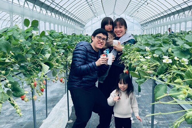 All You Can Eat Strawberry Picking in Izumisano Osaka - The Experience’s Highlights and Drawbacks