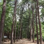 Alpaca, Nami, Petite Fr, Italian Village, Garden of Morning Calm - What to Expect on the Day