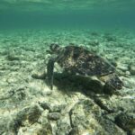 Amami Oshima Island Private Custom Tour with Local Guide - Who Would Love This Tour?