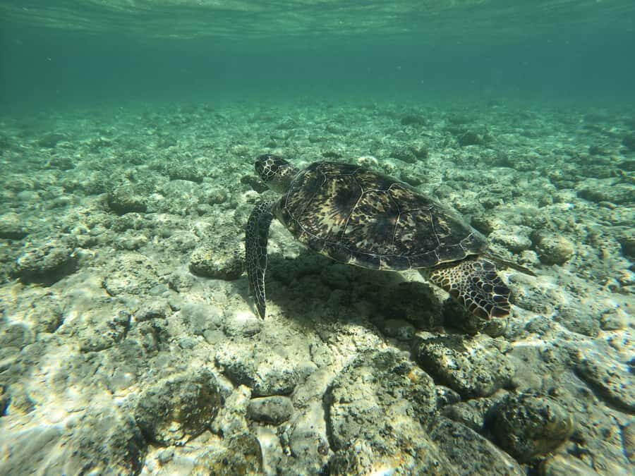 Amami Oshima Island Private Custom Tour with Local Guide - Who Would Love This Tour?