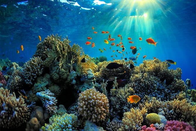 Amazing Snorkeling at Blue Lagoon - Who Should Book This Tour?