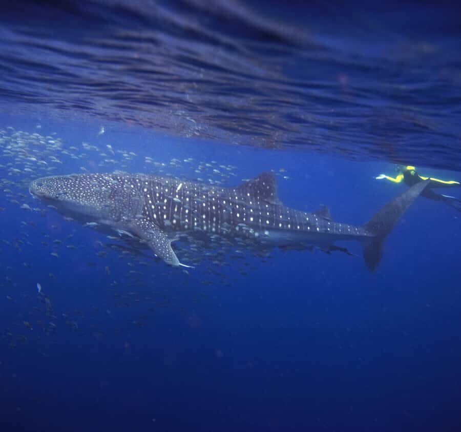 AMAZING SUMBAWA WHALE SHARK TOUR - The Itinerary Breakdown