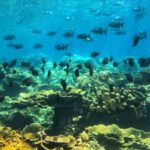 Amed All Exclusive Snorkeling, Fishing & Cooking Lunch - What Makes This Tour Special?