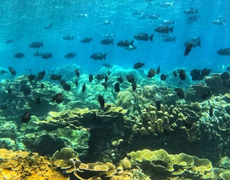 Amed All Exclusive Snorkeling, Fishing & Cooking Lunch - What Makes This Tour Special?