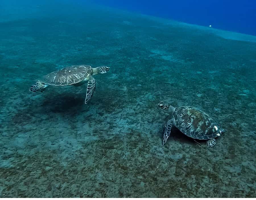 Amed Bali Snorkeling: Explore 3 Spots by Traditional Jukung - The Real Value of This Tour