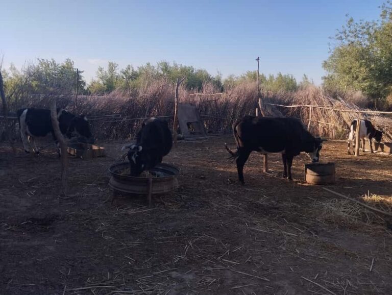 Ancient Fortresses of Khorezm Day Trip with Lunch in village - Who Should Consider This Tour?