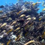 Ang Thong National Marine Park Tour by Speed Boat with Lunch - The Sum Up