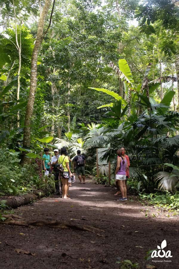 AOA Polynesian Forests - Educational Forest and Scavenger Hunt, Tahiti, West Coast - Who Would Love This Tour?