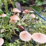 AOA Polynesian Forests - Educational Forest and Tahitian Trail Game DE - A Deep Dive Into the Experience