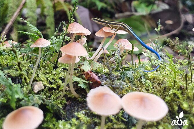 AOA Polynesian Forests - Educational Forest and Tahitian Trail Game DE - A Deep Dive Into the Experience