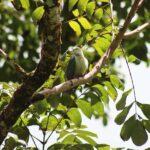 AOA Polynesian Forests - Tahiti Nature Immersion Day - The Sum Up: Who Will Love This Tour?