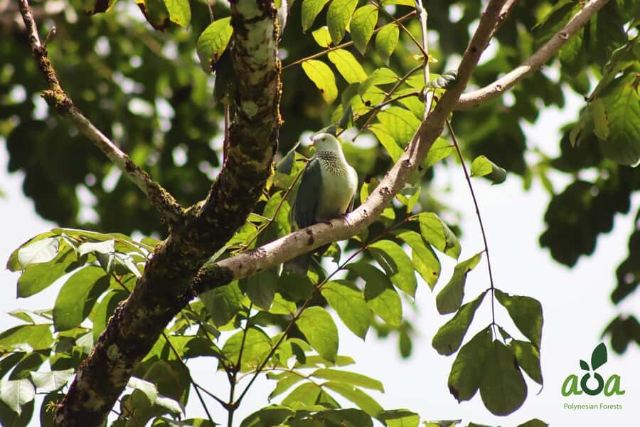 AOA Polynesian Forests - Tahiti Nature Immersion Day - The Sum Up: Who Will Love This Tour?