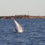 AOC Whale Watching from Broome - Tips for a Memorable Experience