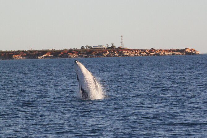 AOC Whale Watching from Broome - Tips for a Memorable Experience