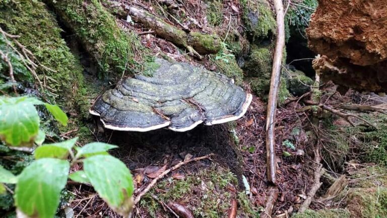 Aokigahara Guided Trekking - Japan's Most Famous Forest - An Honest Look at the Aokigahara Guided Trekking Experience