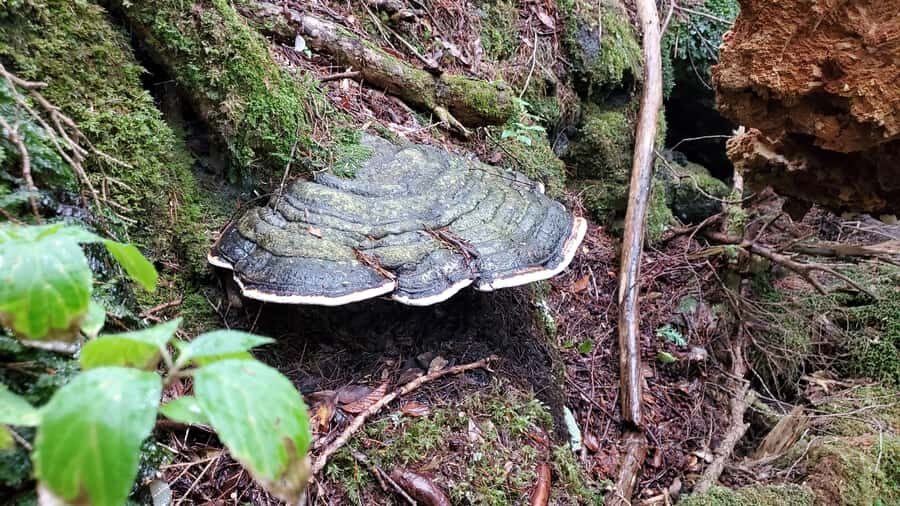 Aokigahara Guided Trekking - Japan's Most Famous Forest - An Honest Look at the Aokigahara Guided Trekking Experience
