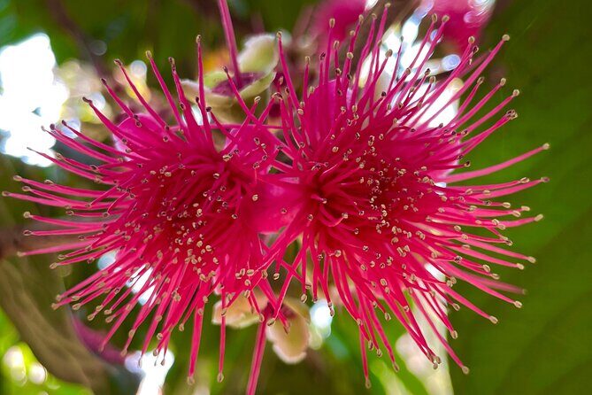 Areca Plantation Walk & Heritage Home visit at Areca County - In-Depth Look at the Itinerary