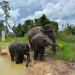 Army Jeep Jungle Safari and Elephant Freedom Rescue Centre Tour - The Sum Up