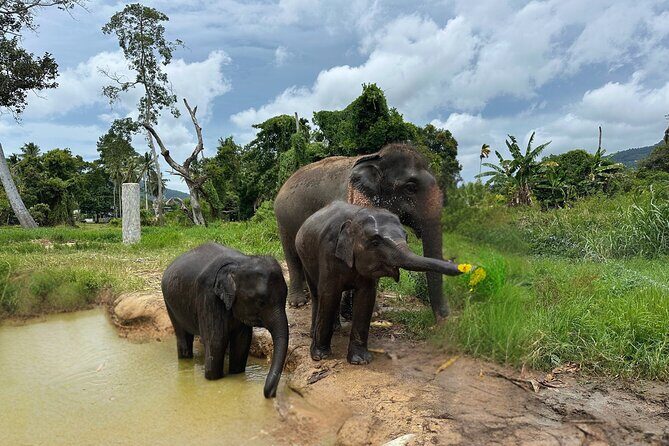 Army Jeep Jungle Safari and Elephant Freedom Rescue Centre Tour - The Sum Up