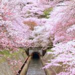 Art Pavilion × Night SakuraKansai Spring Day Tour - A Deep Dive into the Kansai Spring Day Tour