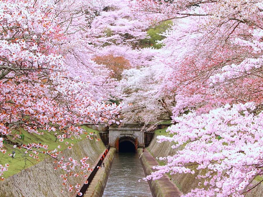 Art Pavilion × Night SakuraKansai Spring Day Tour - A Deep Dive into the Kansai Spring Day Tour