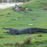 Arugam Bay: Kumana National Park Full-Day Safari Tour - The Itinerary: A Detailed Breakdown