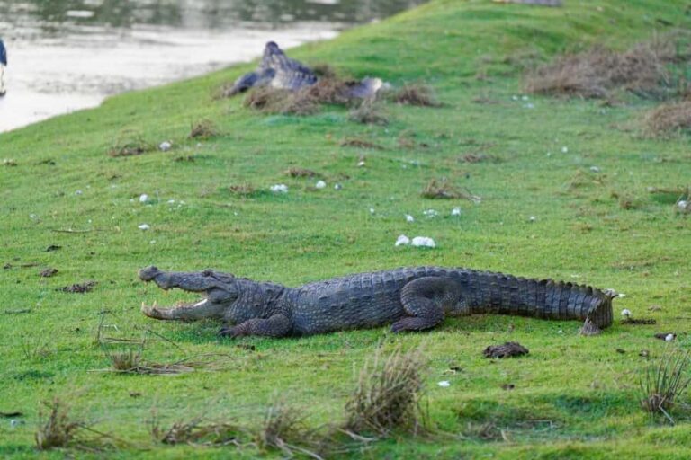 Arugam Bay: Kumana National Park Full-Day Safari Tour - The Itinerary: A Detailed Breakdown