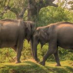 Arugambay to Yala National Park - Kumana National Park Safari - Breaking Down the Itinerary