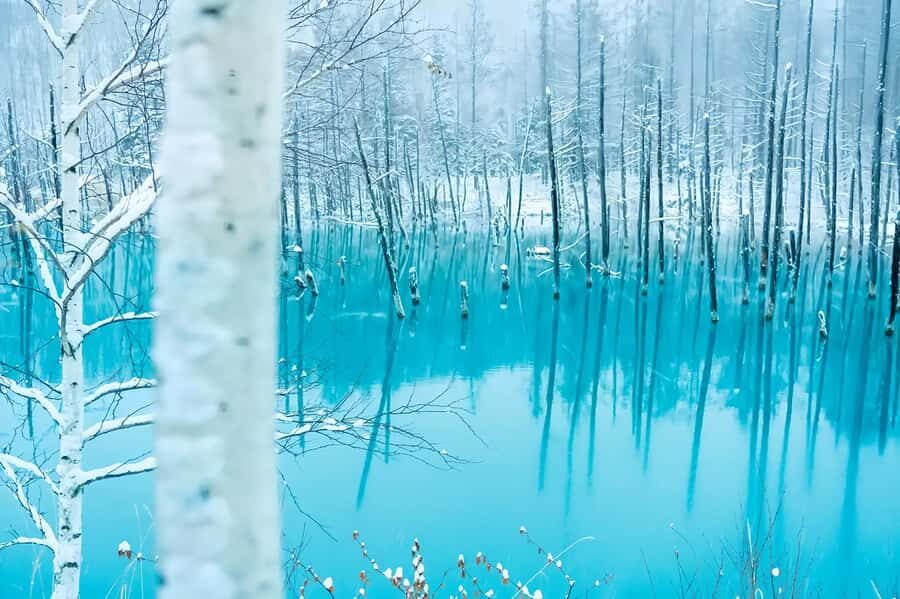 Asahiyama Adventure: Zoo+Waterfalls & Blue Pond Day Tour - A Deep Dive into Hokkaido’s Highlights