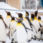 Asahiyama Zoo & Bibai Snow Land Snow Play Experience - What Makes This Tour Stand Out