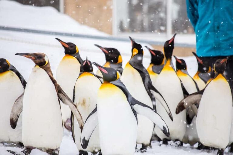 Asahiyama Zoo & Bibai Snow Land Snow Play Experience - What Makes This Tour Stand Out