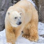 Asahiyama Zoo, Christmas Tree, Fairy Terrace Day Tour | Hokkaido - A Closer Look at the Itinerary: What You Can Expect