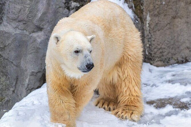 Asahiyama Zoo, Christmas Tree, Fairy Terrace Day Tour | Hokkaido - A Closer Look at the Itinerary: What You Can Expect