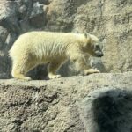 Asahiyama Zoo, Shirahige Falls, Biei, and Blue Pond Day Tour - Transportation and Logistics