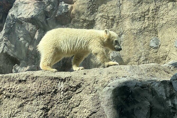 Asahiyama Zoo, Shirahige Falls, Biei, and Blue Pond Day Tour - Transportation and Logistics