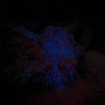 Auckland: Bioluminescence Kayak Tour with Guide - What You’ll See and Experience