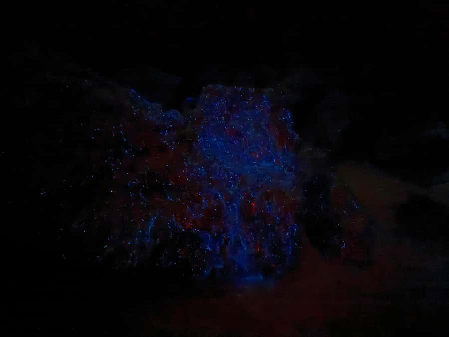 Auckland: Bioluminescence Kayak Tour with Guide - What You’ll See and Experience