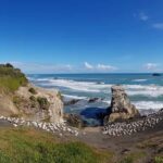 Auckland: Private Muriwai Gannets Experience - Why This Tour Offers Great Value