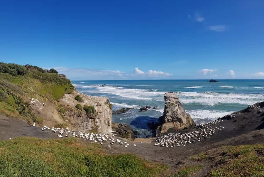 Auckland: Private Muriwai Gannets Experience - Why This Tour Offers Great Value