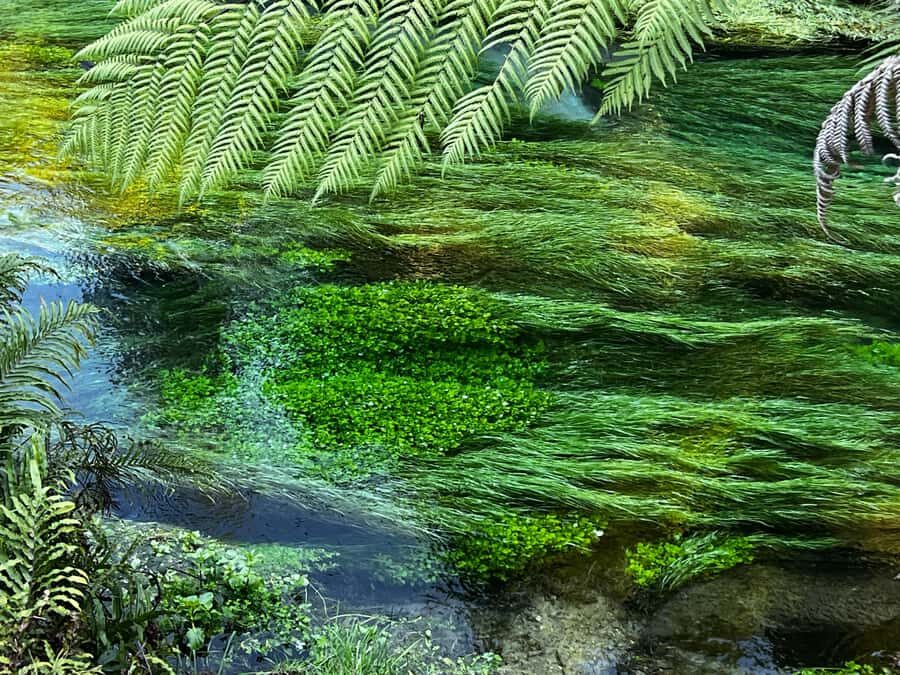 Auckland: TE PUIA Rotorua, Redwood & Blue Springs Day Tour - Who Will Love This Tour?