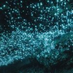 Auckland: Waitomo Caves & Te Puia Rotorua w Picnic Lunch - Scenic Drive and Picnic Lunch