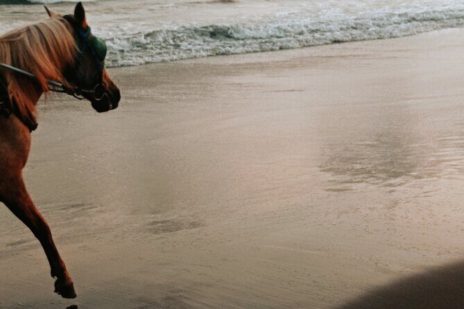 Australia: Coffs Harbour Beach Horse Ride & Lagoon Swim + Photos - An In-Depth Look at the Beach Horse Ride Experience