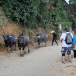 Authentic Sapa Trek 2 Days 1 Night  Local Experience with Mango - Who Will Love This Tour?