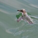 Awesome Bay of Islands Day Sailing Adventure - The Itinerary in Detail